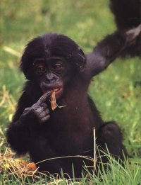 Bonobo-Baby